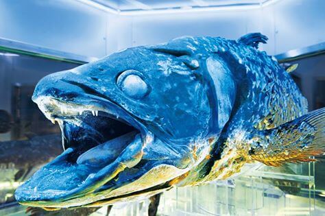 f:id:kosodateiruka:20160316062217j:plain 沼津深海水族館のシーラカンス