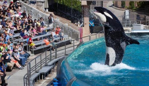 水族館からシャチがいなくなる！？米シーワールドがシャチの繁殖中止を発表した