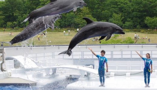 【現役プロが選んだ】イルカの飼育員になるための専門学校おすすめベスト5｜ドルフィントレーナーへの就職率が高いランキング【動物園・水族館で働きたい】