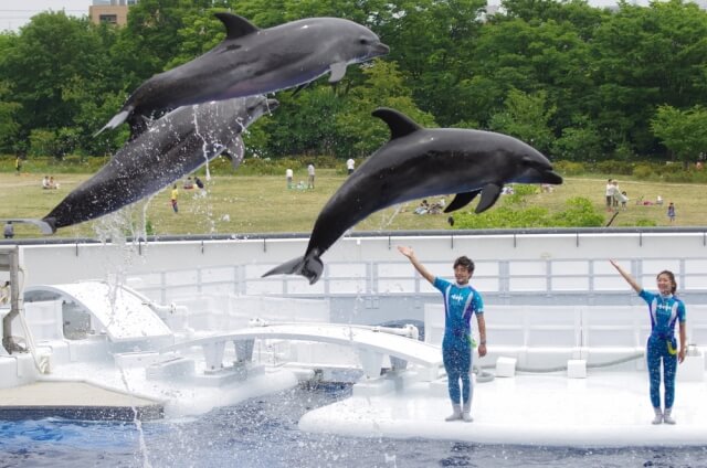 イルカの飼育員になるための専門学校おすすめベスト5 ドルフィントレーナーへの就職率が高いランキング 動物園 水族館で働きたい 子育てイルカが笛を吹く