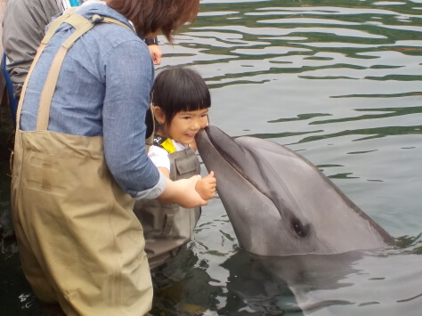 イルカと触れ合う子供