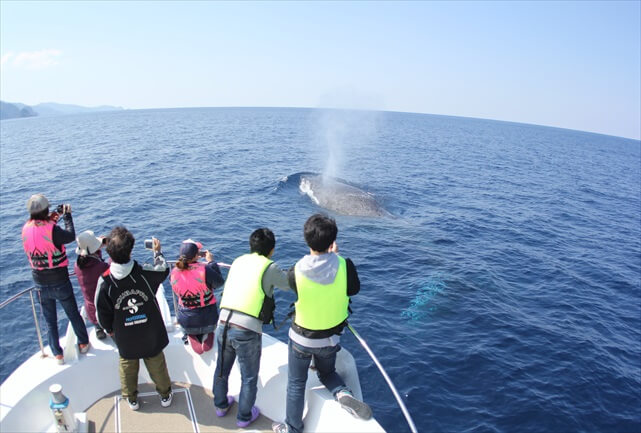 沖縄のイルカ・ホエールウォッチング