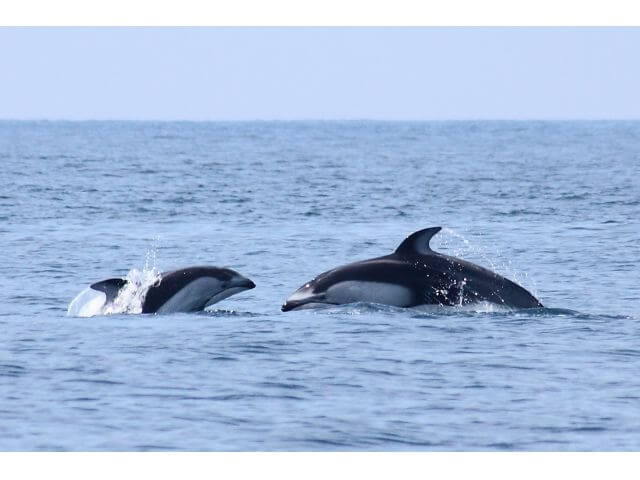 北海道地方のイルカ・ホエールウォッチング