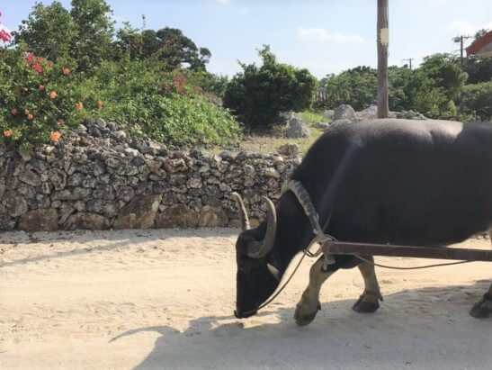 竹富島水牛車観光のうし