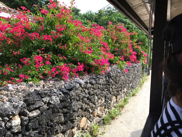 竹富島水牛車からみるブーゲンビリア