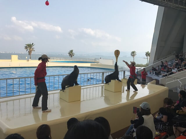 f:id:kosodateiruka:20170422144046j:plain マリンワールド海ノ中道のアシカショー