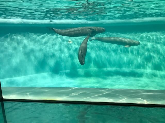 21年最新 マリンワールド海の中道水族館は割引券がいっぱい クーポンを使って入場料金を安くする方法 子育てイルカが笛を吹く 21年最新 マリンワールド海の中道水族館は割引券がいっぱい クーポンを使って入場料金を安くする方法 子育てイルカが笛を吹く